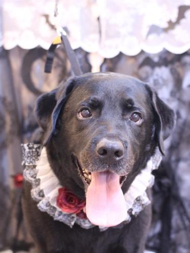 20231010こてつくん